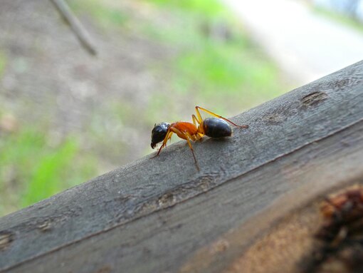 Формикарий в домашних условиях – Ant Kingdom