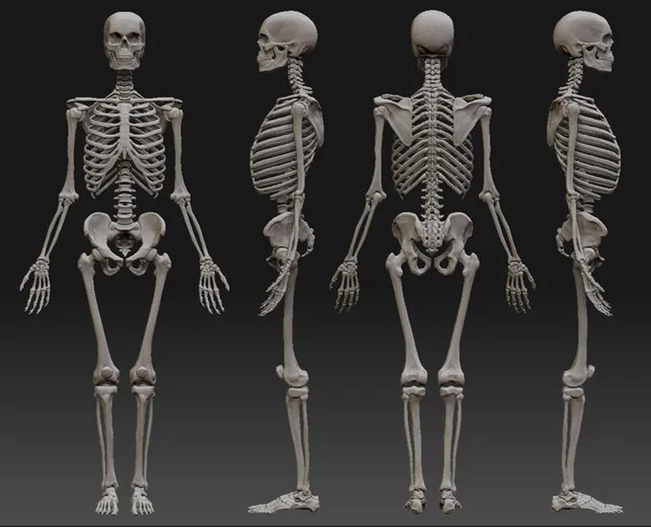 Строение костей человека | Доктор Игорь Казанский