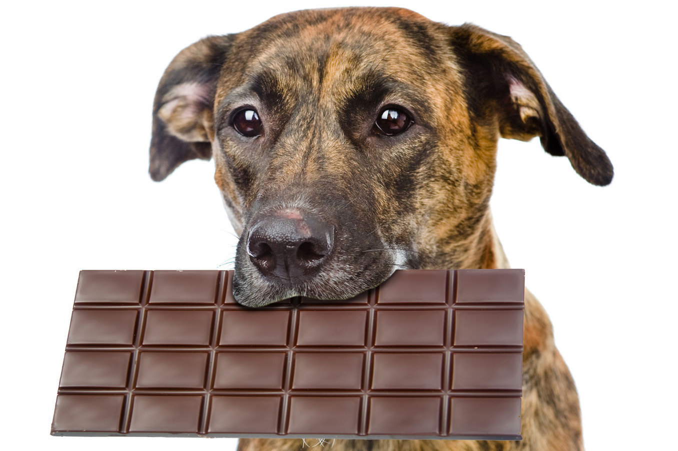 Отравление собак шоколадом