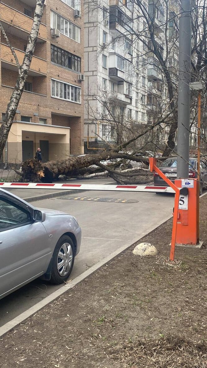 В Москве из-за урагана рушатся здания и падают деревья: фото и видео  очевидцев