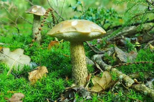 Где собирать грибы в Архангельской области: самые урожайные места для «тихой охоты»