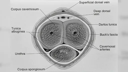 Из чего состоит пенис