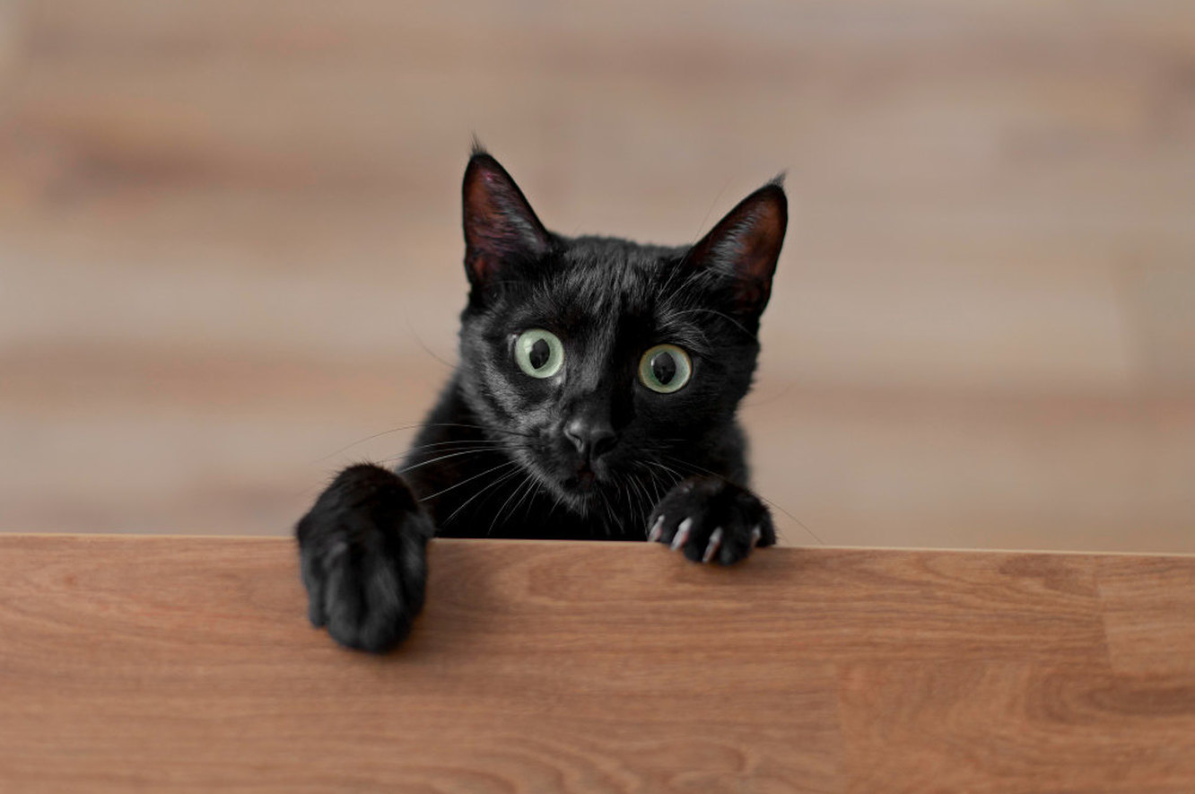 Почему у кошек светятся глаза в темноте. Как они видят мир
