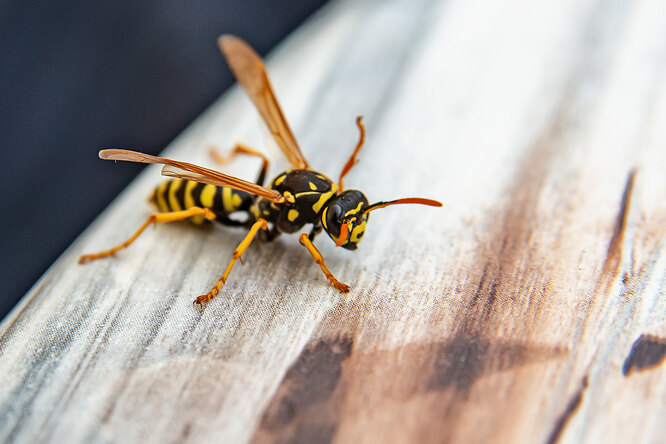 Жалящие насекомые – пчелы и осы