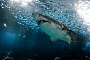 Мировой рекордсмен съел столько же, сколько тигровая акула, и набрал 9,5 кг за сутки