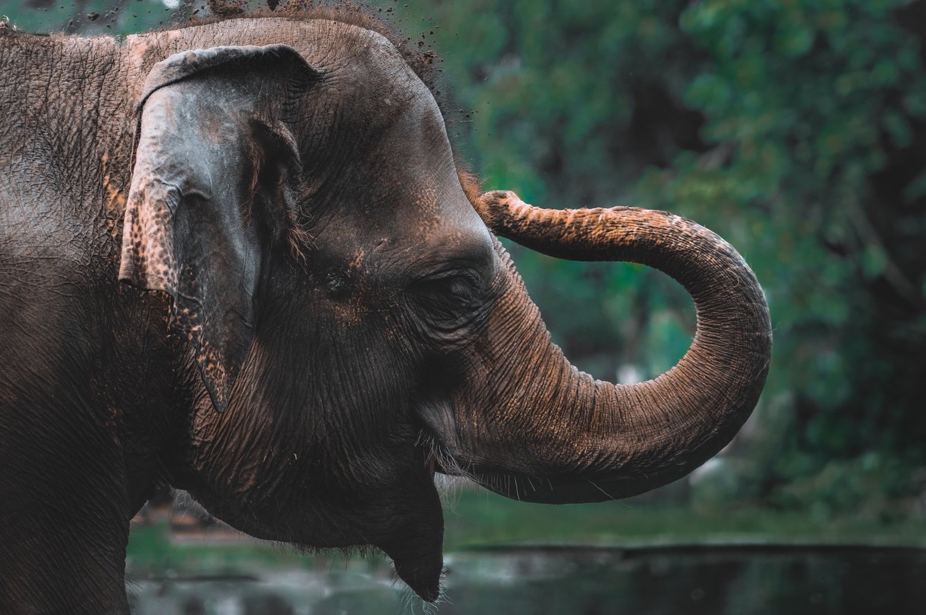 Индийский слон (Elephas maximus) - slep-kostroma.ru