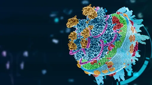 Вирус птичьего гриппа H5N1