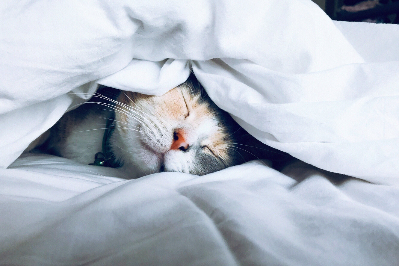 Как уложить кота спать с собой на кровати