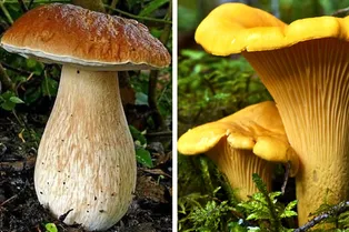 Как найти белый гриб, лисички, подберезовики: узнайте, в каких местах их растет больше всего