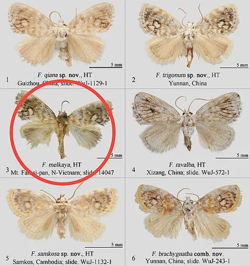 Та самая бабочка Fignya melkaya, открытая российским ученым, и ее подвиды