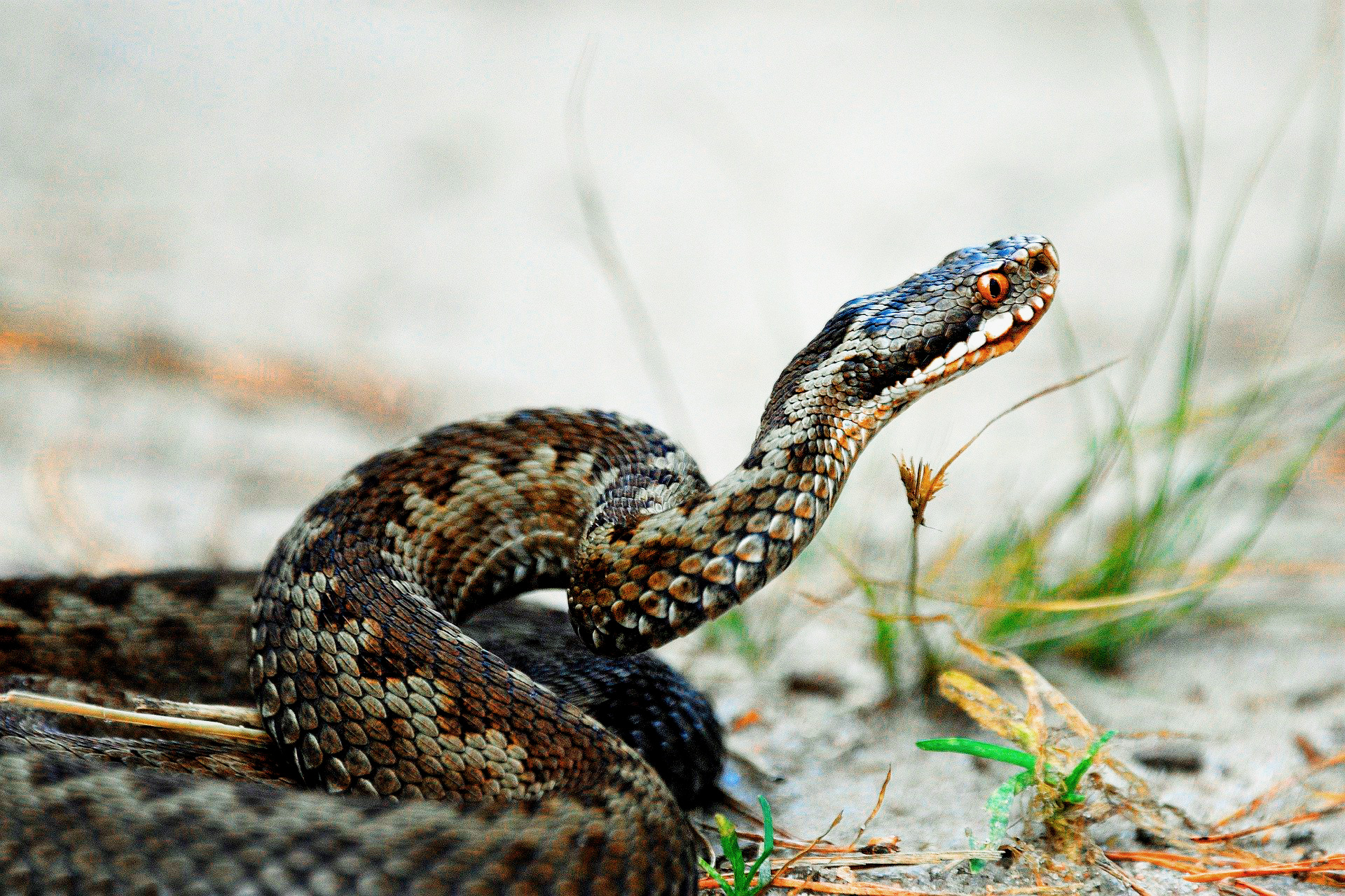 Щитомордник – описание змеи и видео про укус и последствия