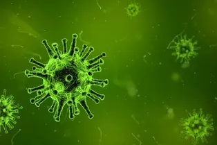 5 самых опасных вирусов, известных науке