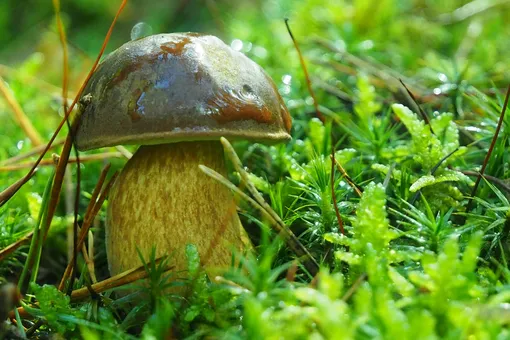 Самые грибные места Тверской области: лучшие районы для «тихой охоты»