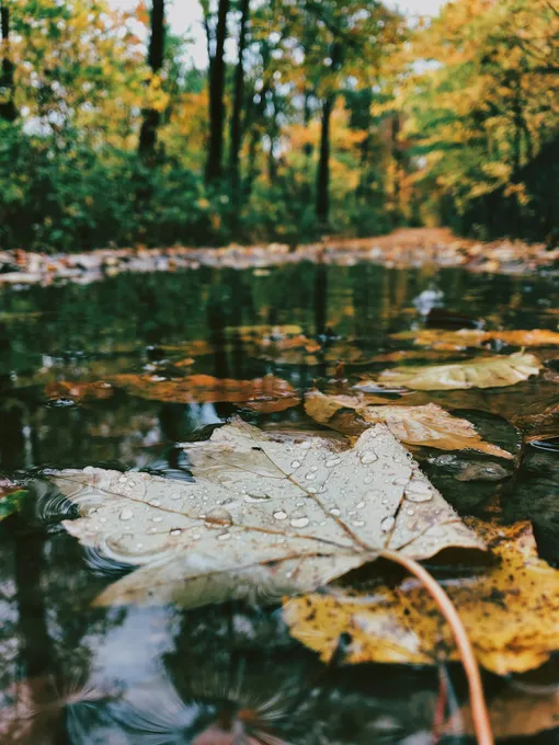 Осенние листья