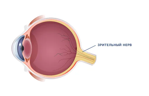 Схема строения глаза