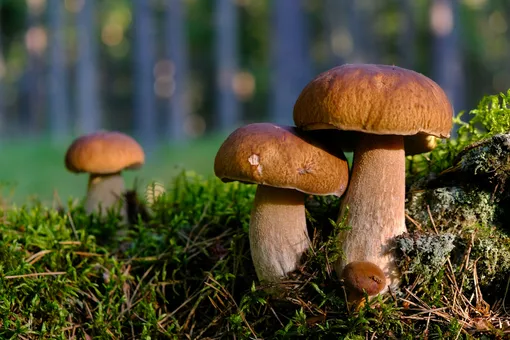 Куда идти за грибами в Новгородской области: самые урожайные места для «тихой охоты»