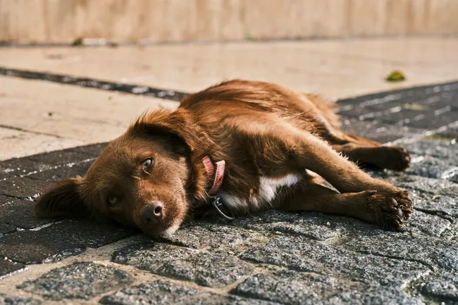 Устал как собака: на Камчатке туристам пришлось нести уставшего пса на руках