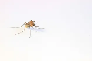 Мужчина заболел малярией за деньги и пожалел: «Я чуть не умер»