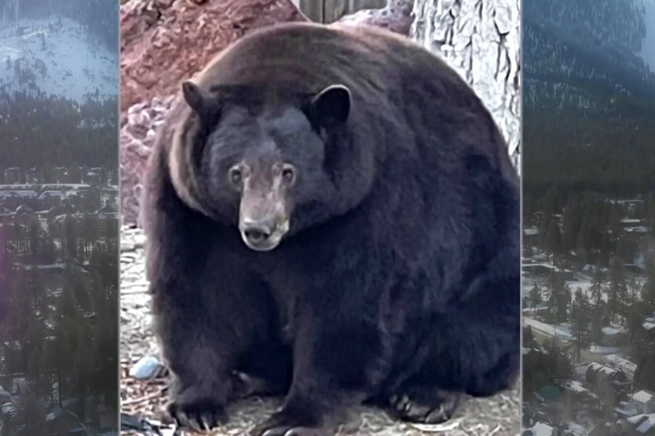толстый медведь фото
