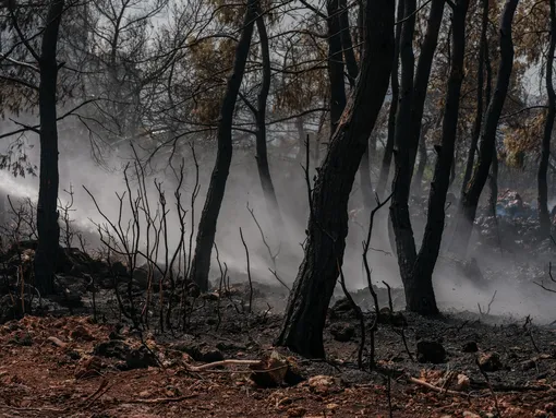 Лесной пожар