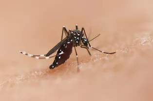 Какие смертельные вирусы переносят обычные комары?