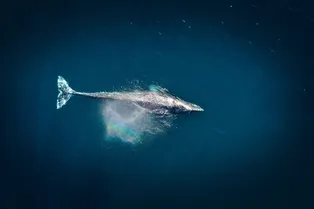 Умеют ли киты чихать
