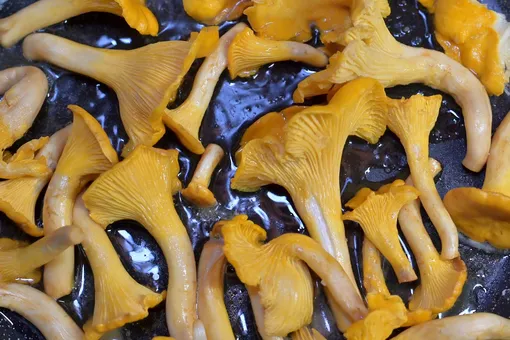 Эти ядовитые грибы выглядят как лисички: их путают даже опытные грибники