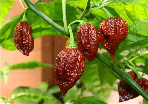 Перец Carolina Reaper