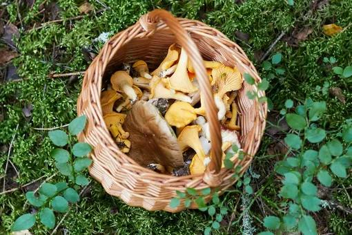 В каких районах Ярославской области пошли грибы: куда отправиться на «тихую охоту»?