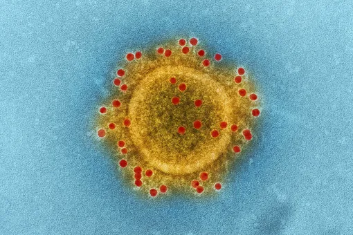 Так начиналась пандемия COVID? Россиян пугают вспышкой неизвестной лихорадки, которая унесла 15 жизней в Индии