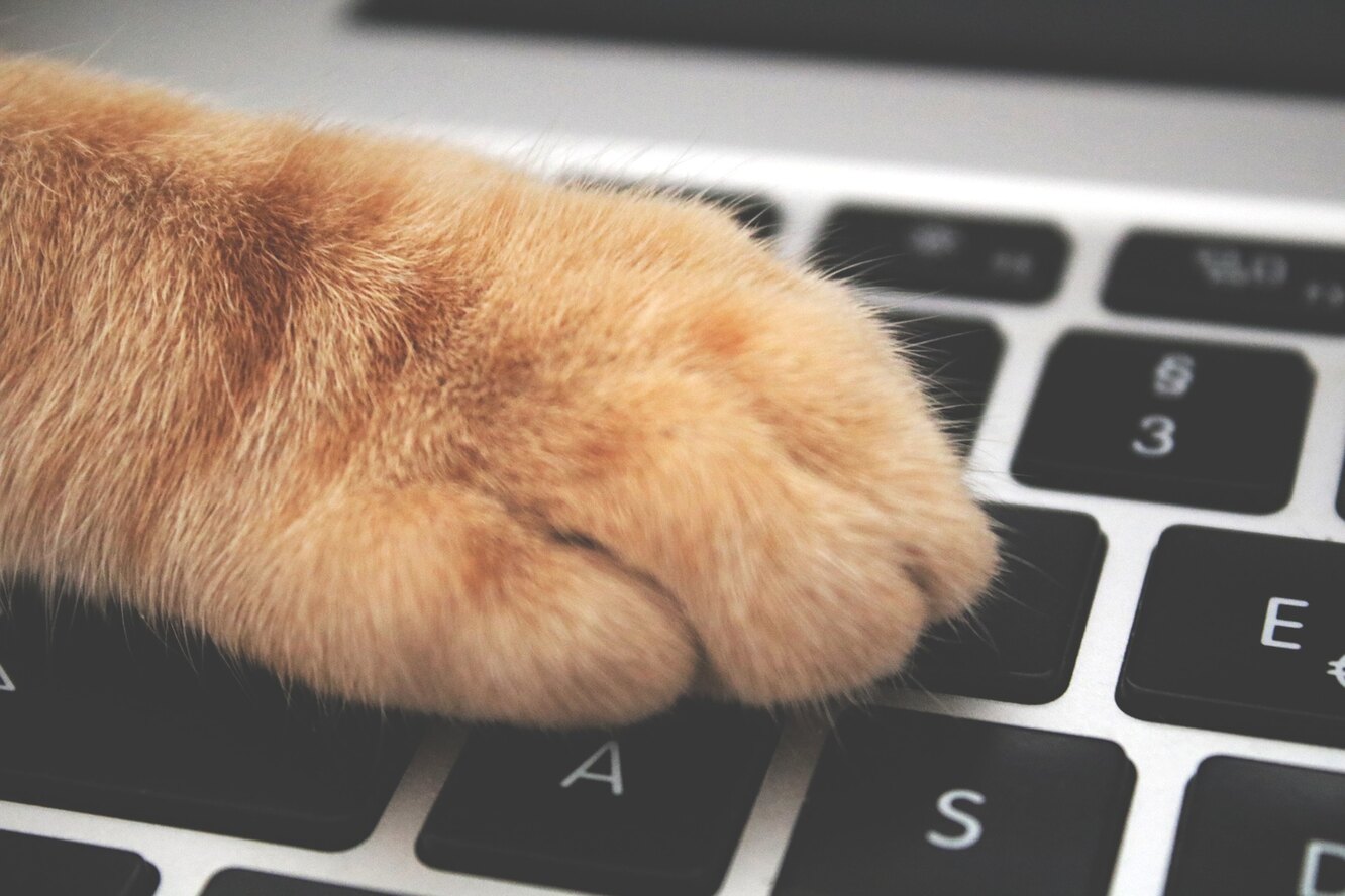 Кот нажимает на клавиатуру