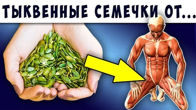 Вред и польза тыквенных семечек. Как их правильно есть?