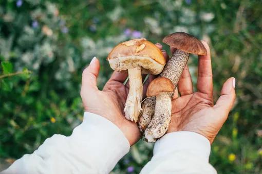 В Карелии начался сезон «тихой охоты»: куда отправиться за грибами этим летом?