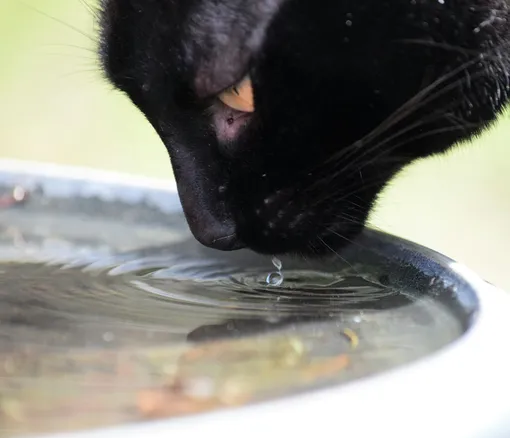 Кот и вода