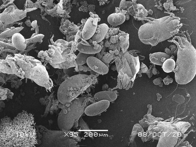 Пыль и бактерии в вашем доме