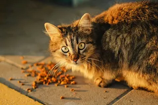 Блогер кормит бродячих котов с дрона и снимает это на видео: он делает уникальные кадры