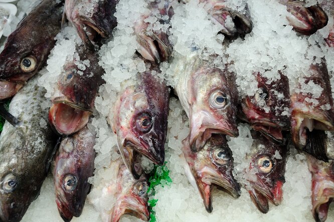 Купить свежую речную рыбу в Москве в розницу