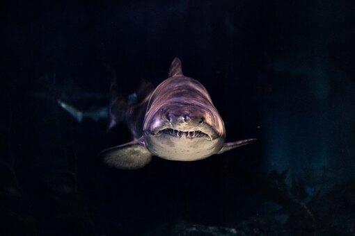 Акулы не едят людей, так как они слишком жесткие для их челюстей - уральские-газоны.рф